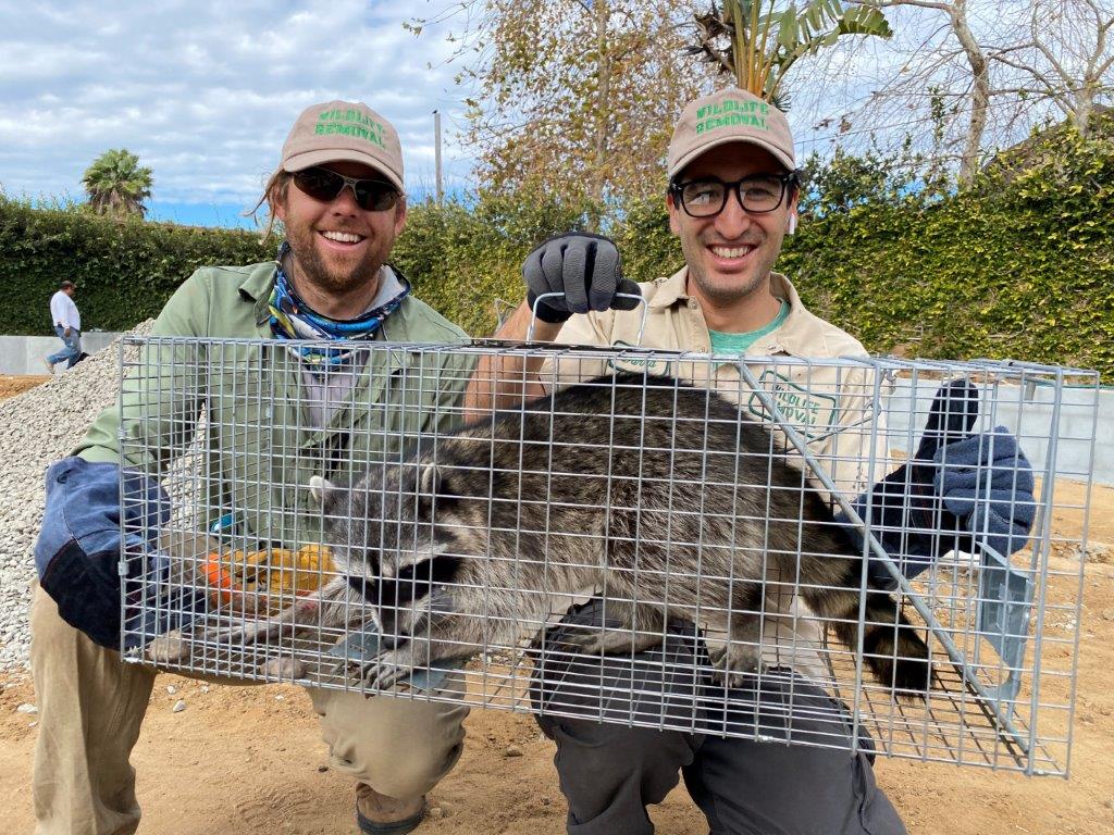 Paterson raccoon trapping